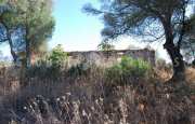 San Pantaleo tenuta agricola_14