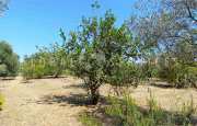 Sorso casetta in campagna_30